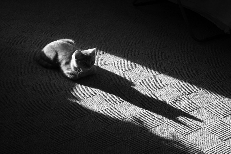 La sombra de un gato