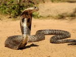 Una hermosa cobra
