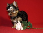 Perro Yorkshire terrier junto a una rosa