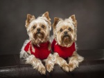 Dos bellos perros con un abrigo rojo