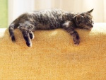 Un gato dormido en lo alto del sofá
