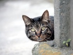 Un gato vigilando