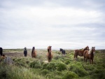 Manada de caballos entre el pasto verde