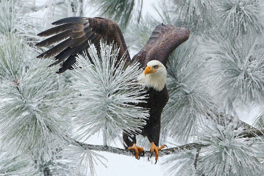 Águila posada en una rama de abeto cubierta de nieve