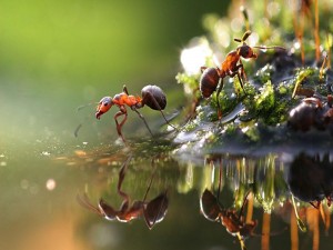Hormigas junto al agua