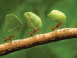 Hormigas transportando hojas