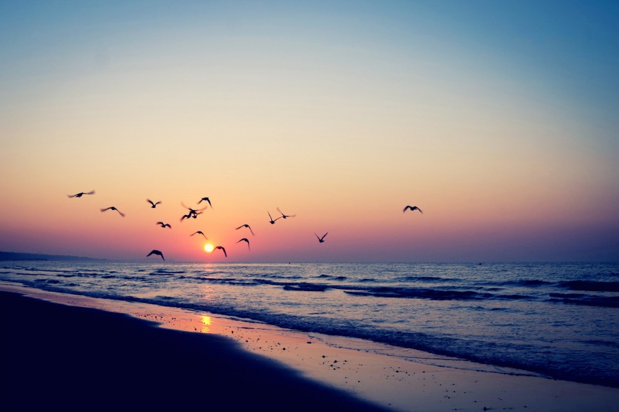 Pájaros volando sobre la playa a la salida del sol