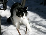 Gato caminando por la fría nieve