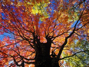 Hermoso árbol en otoño