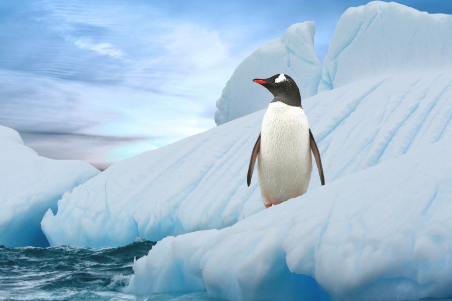 Un pingüino solitario