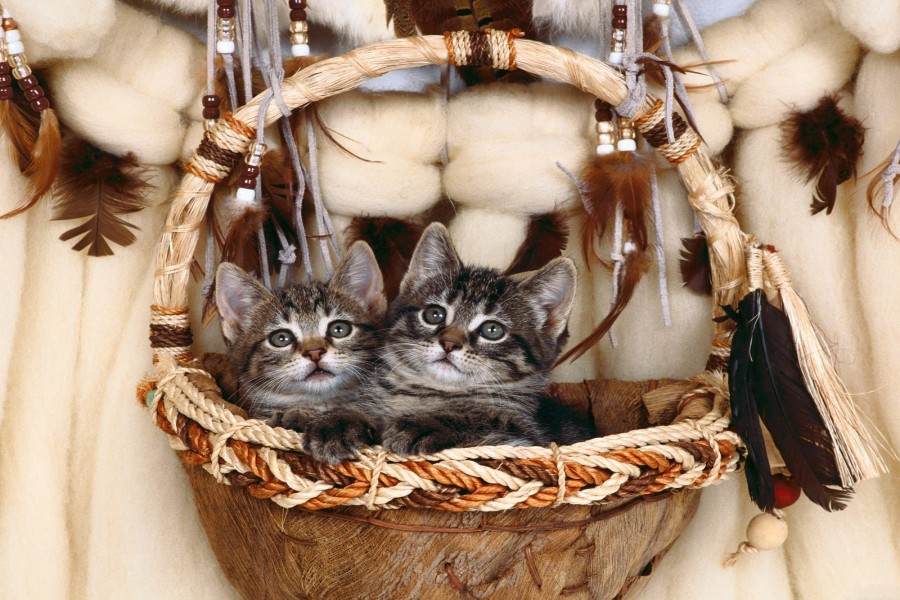 Gatitos dentro de una bonita cesta