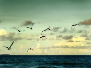 Gaviotas volando sobre el mar