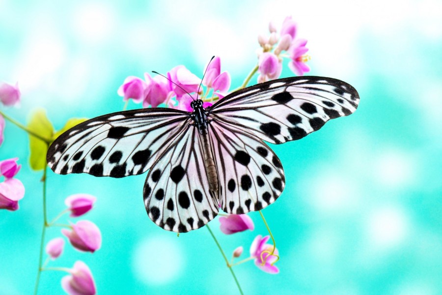 Mariposa posada en unas florecillas rosas