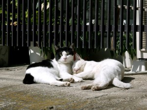 Gatos tumbados al sol