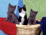 Tres gatitos en una cesta