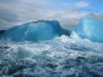 Pingüinos en un iceberg de la Antártida