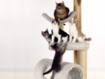 Gatos jugando en una plataforma
