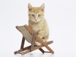Gato sobre una pequeña silla