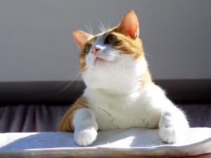 Un gato tomando el sol