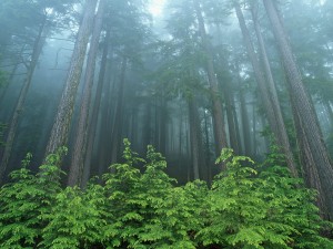 Niebla en el bosque