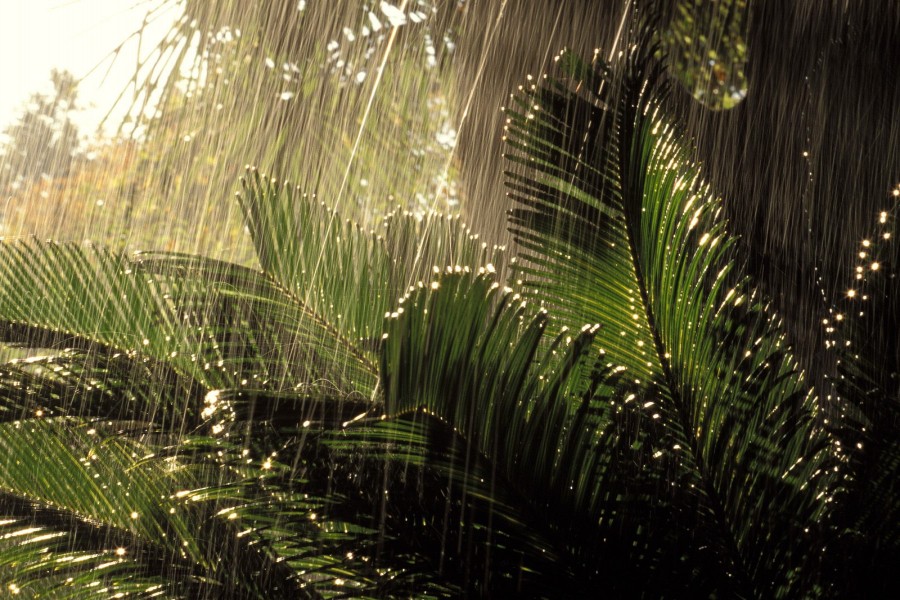 Lluvia en la jungla