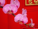 Rama con orquídeas
