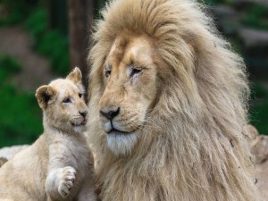 Cachorro de león junto a su padre