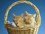 Gatos dormidos en una cesta de mimbre