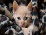 Gatito envuelto en una manta