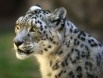 Hermoso leopardo de las nieves