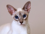 Los grandes ojos azules de un gato