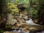 Puente de piedra en el bosque