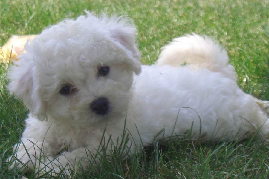 Bello perrito blanco sobre la hierba
