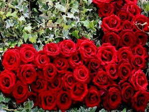 Rosas rojas en un jardín formando un corazón
