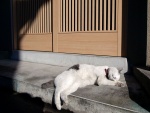Gato durmiendo al sol