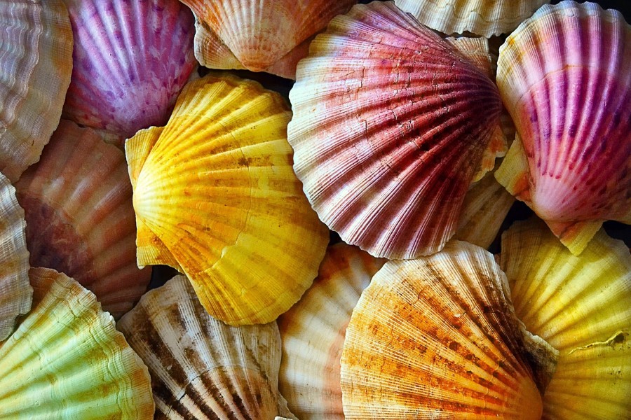 Conchas de mar de varios colores