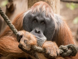 Orangután sosteniendo una cuerda