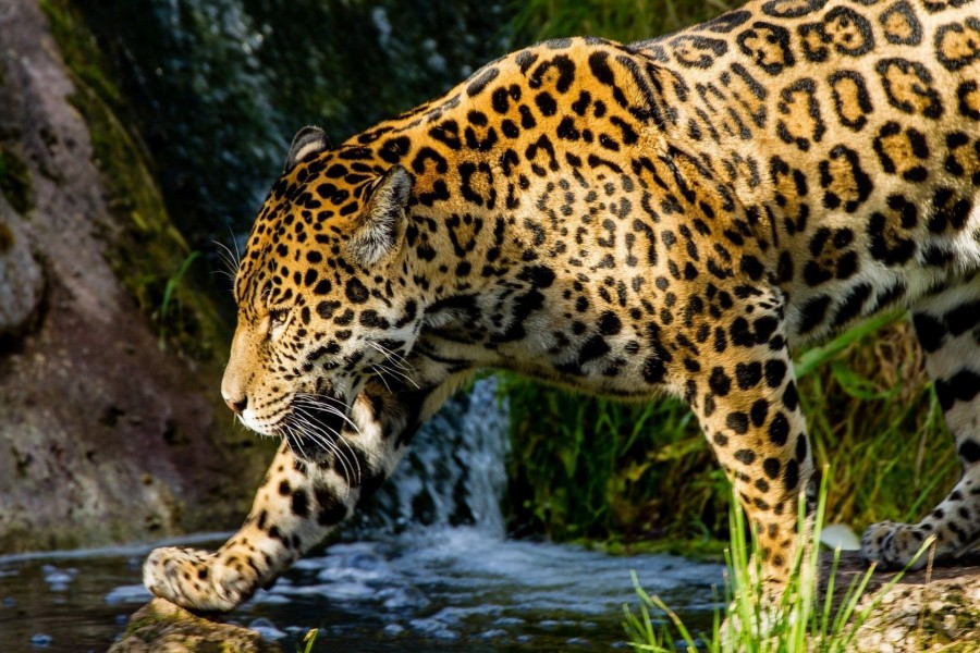 Jaguar caminando junto al río