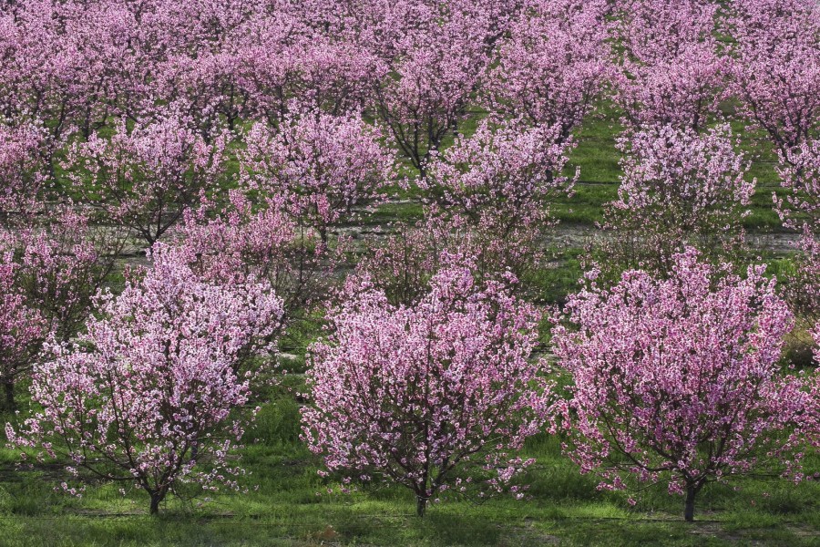 Hermosos árboles en flor