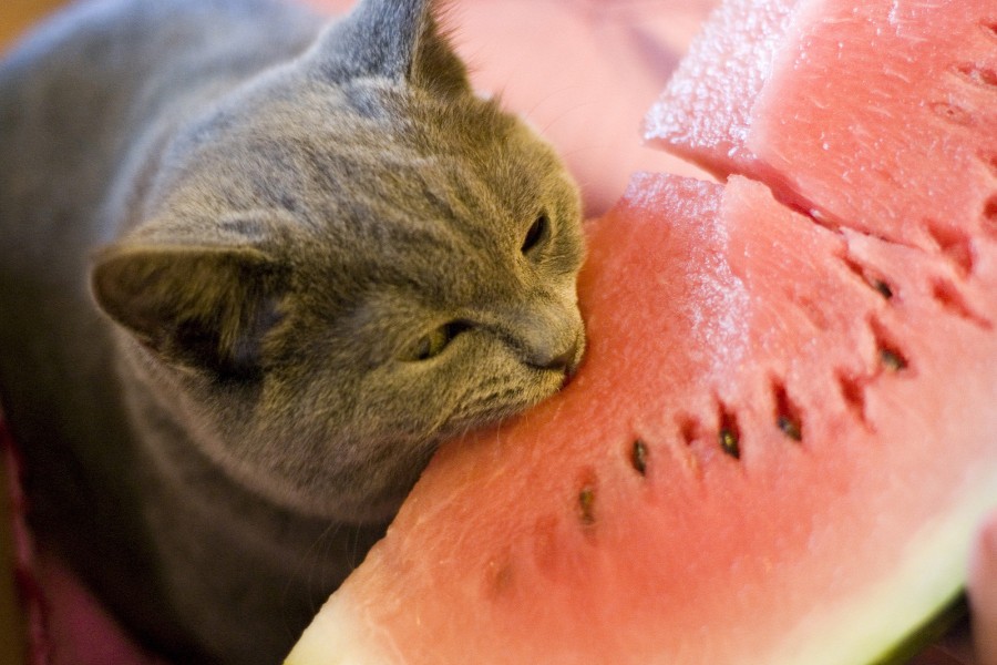 Un gato comiendo sandía