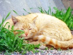 Un gato adormilado en el jardín