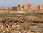 Camellos en las ruinas de Palmira