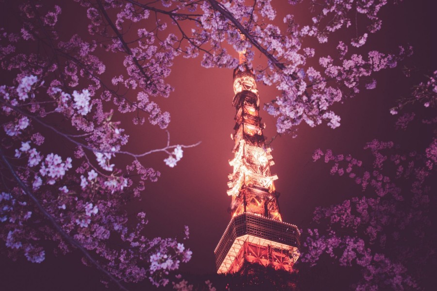 Vista de la Torre de Tokio a través de los cerezos en flor