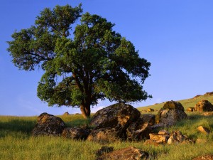 Rocas junto al árbol