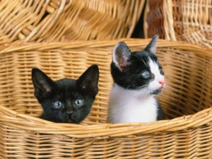 Dos gatitos curiosos en una cesta