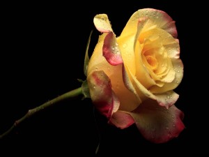 Bella rosa amarilla con gotas de rocío