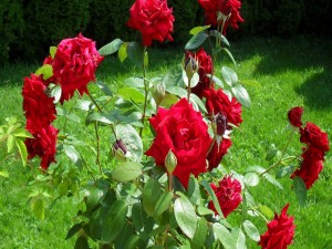 Rosal con bellas rosas rojas