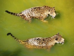 Dos jaguares nadando en el agua