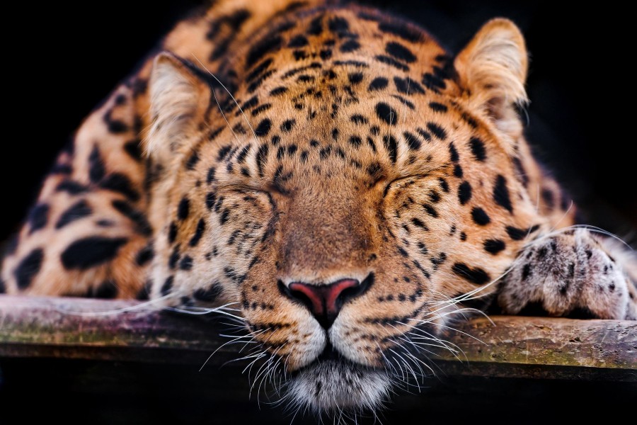 Leopardo durmiendo