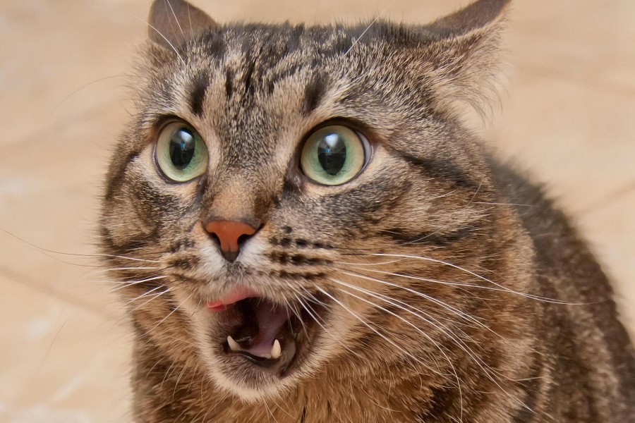 Gato con expresión sorprendida